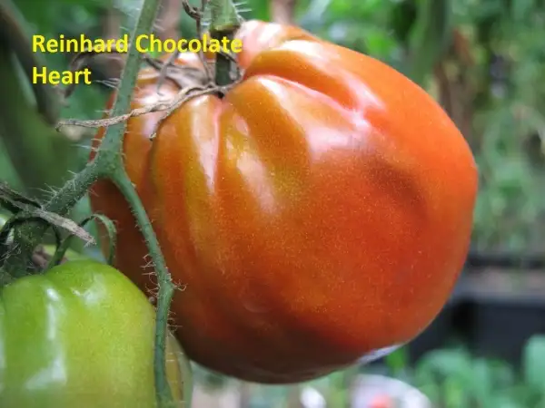 Tomaten: Reinhards Schokoladenherz