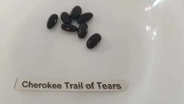 Bohnen: Reiserbohne - Cherokee Trail of Tears