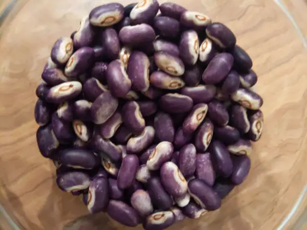 Bohnen: Reiserbohne Purple Prince