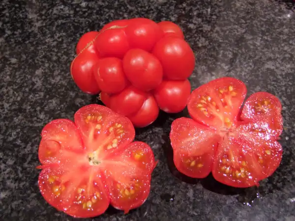 Tomaten: Reisetomate - Stabtomate