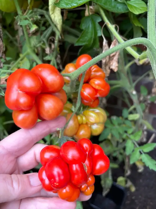 Tomaten: Reisetomate