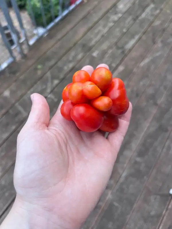 Tomaten: Reisetomate