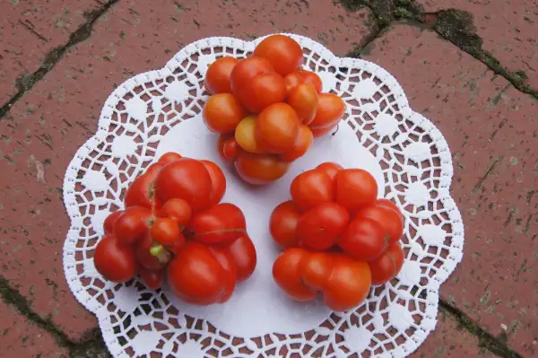 Tomaten: Reisetomate