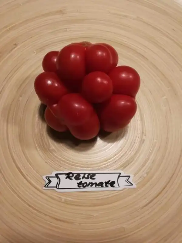 Tomaten: Reisetomate