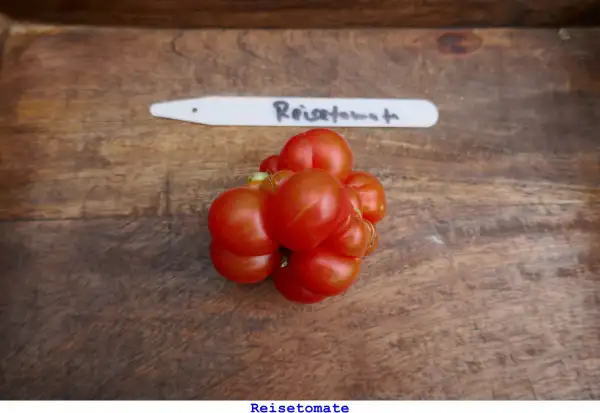 Tomaten: Reisetomate
