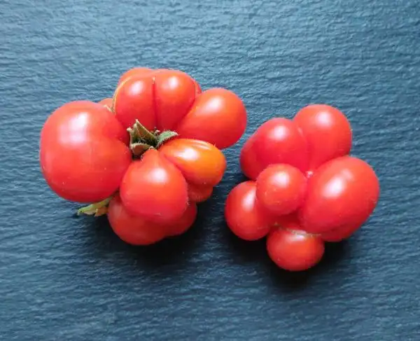 Tomaten: Reisetomate