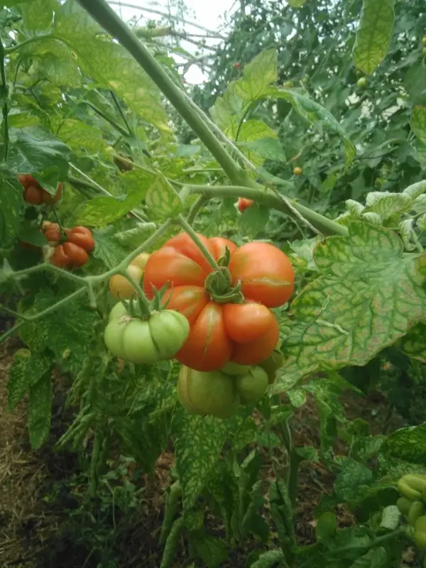 Tomaten: Reisetomate