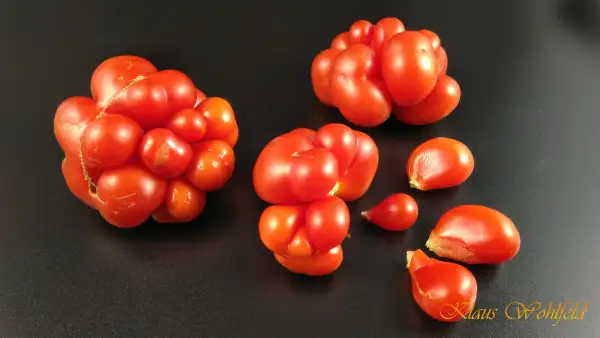 Tomaten: Reisetomate