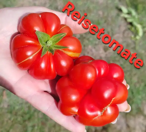 Tomaten: Reisetomate