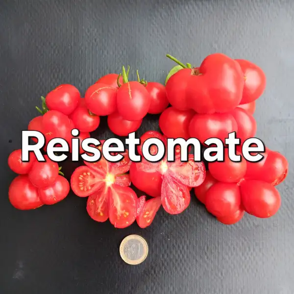 Tomaten: Reisetomate