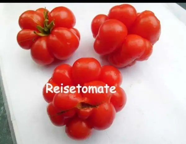 Tomaten: Reisetomate