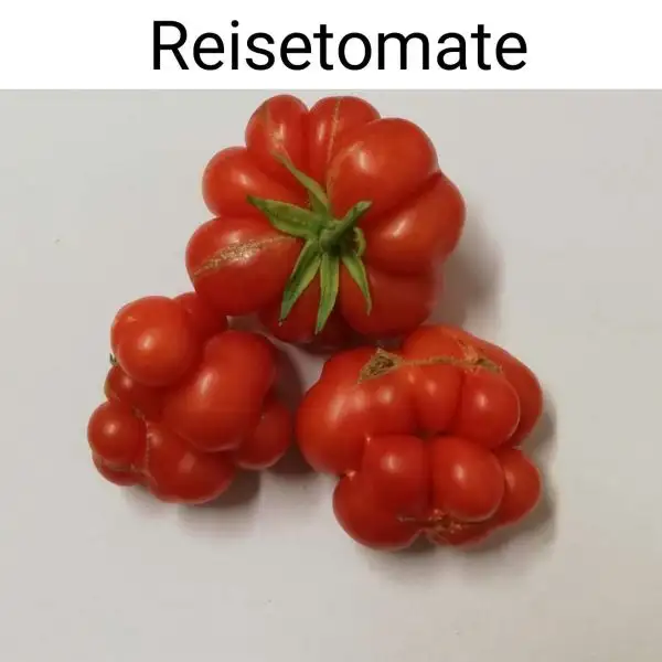 Tomaten: Reisetomate