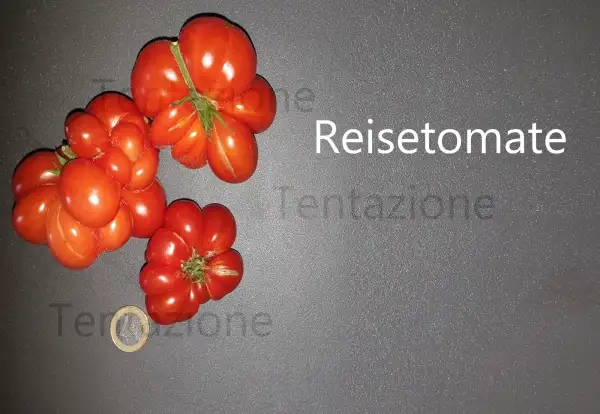 Tomaten: Reisetomate