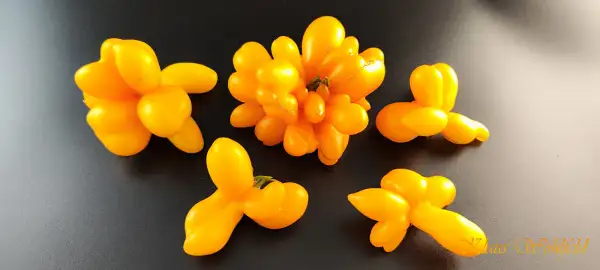 Tomaten: Reisetomate Phil’s One