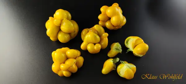 Tomaten: Reisetomate Phil’s Tow