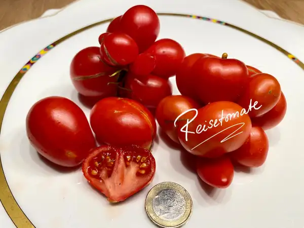 Tomaten: Reisetomate rot