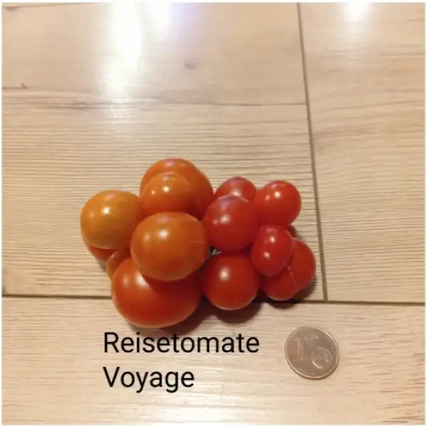Tomaten: Reisetomate Voyage