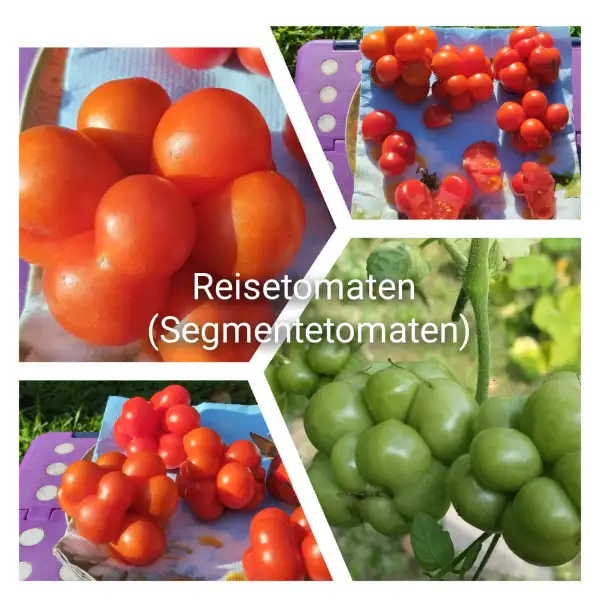 Tomaten: Reisetomaten - Segmentetomaten