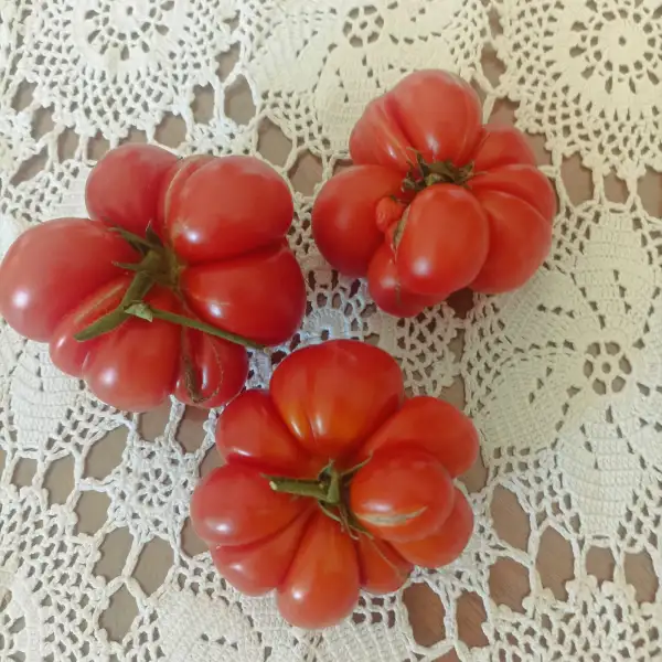 Tomaten: Reisetomaten