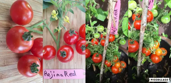 Tomaten: Rejina Red - Zwergtomate