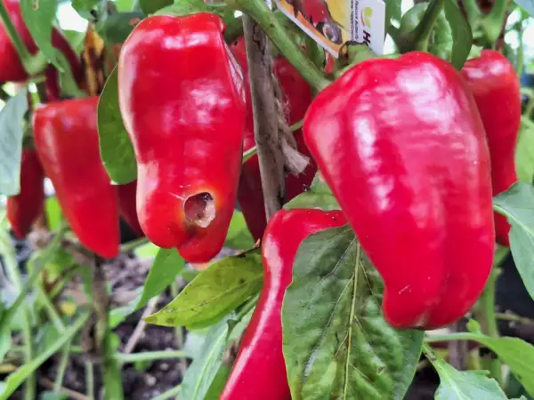 Chili / Paprika: Rela - Paprika