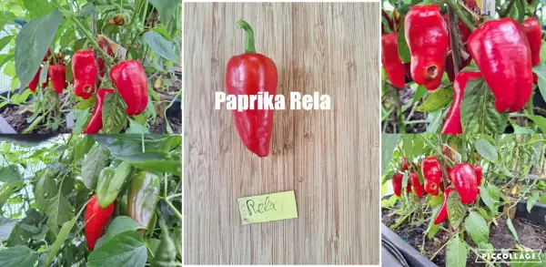 Chili / Paprika: Rela - Paprika