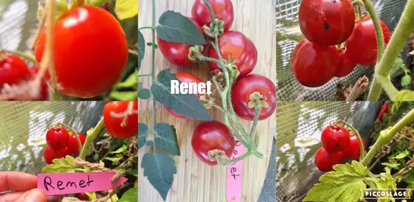 Tomaten: Renet - Zwergtomate