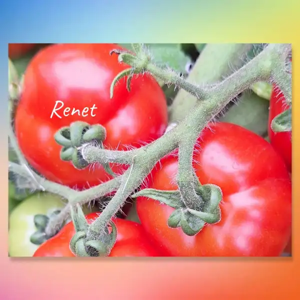 Tomaten: Renet