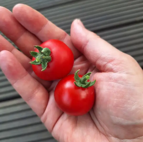 Tomaten: Renet