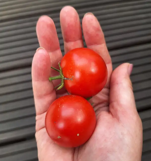 Tomaten: Resi