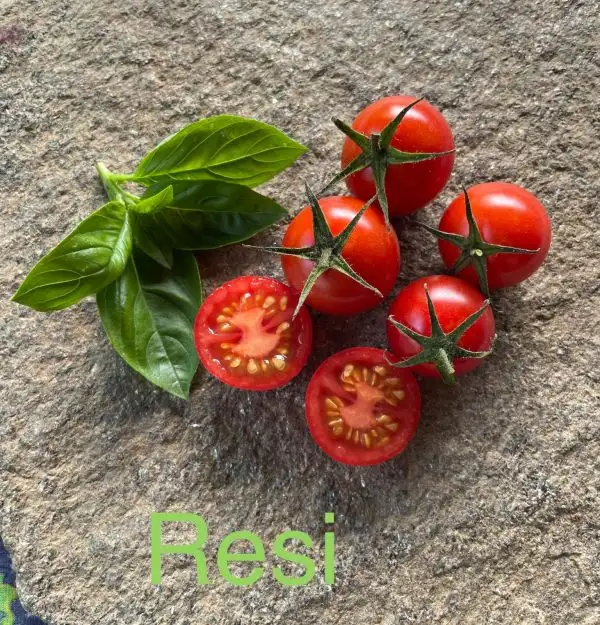 Tomaten: Resi