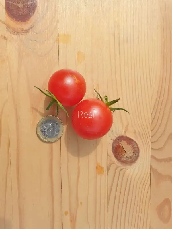 Tomaten: Resi