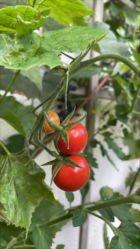 Tomaten: Resi Gold