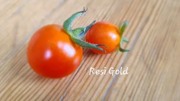 Tomaten: Resi Gold