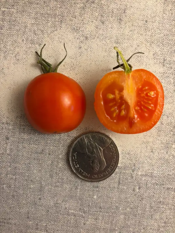 Tomaten: Resibella - Cherrytomate