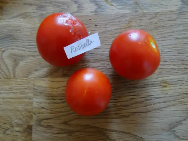 Tomaten: Resibella