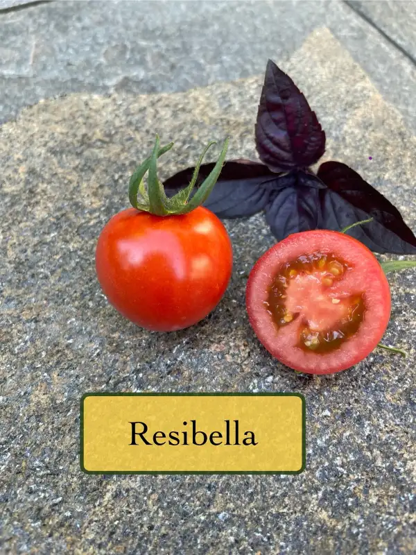 Tomaten: Resibella