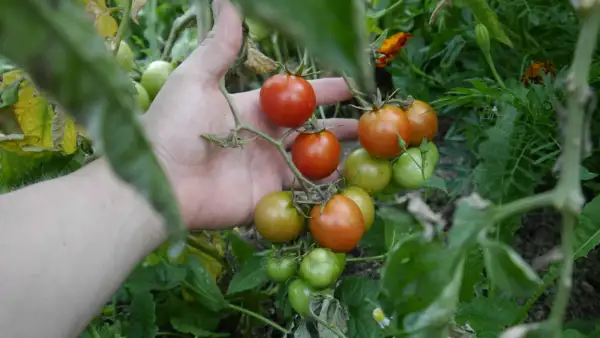 Tomaten: Resibella