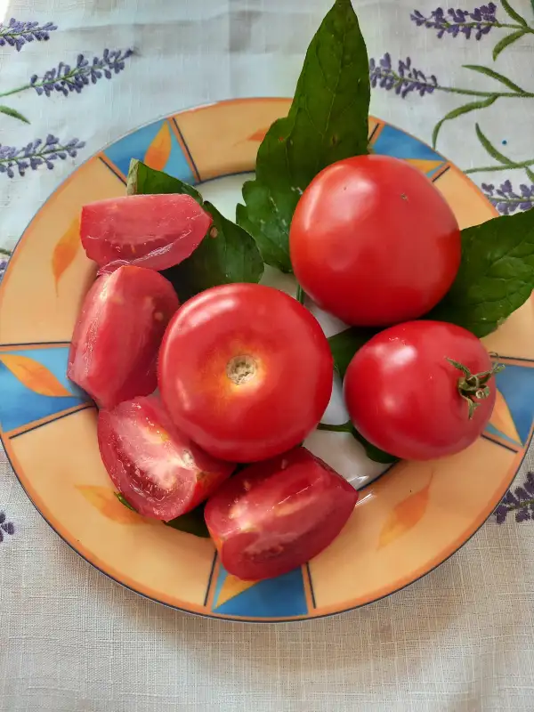 Tomaten: Resibella