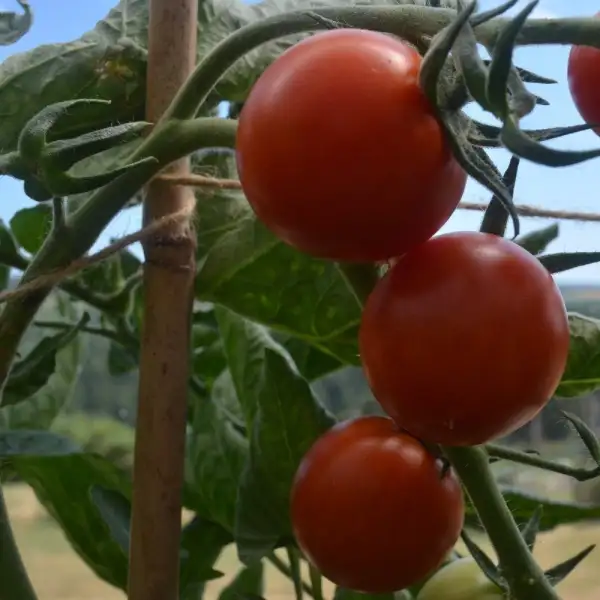 Tomaten: Resibella