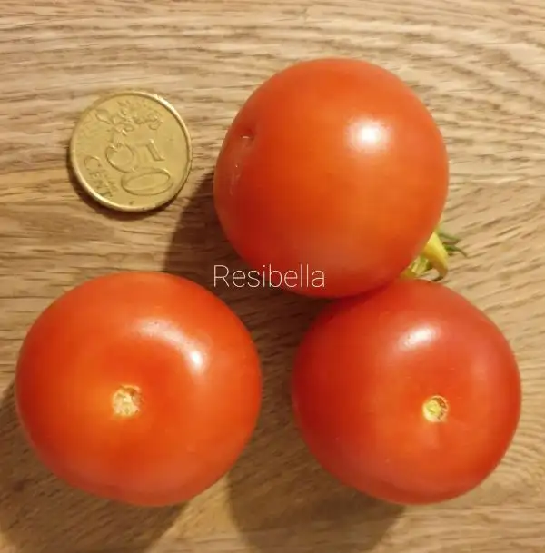 Tomaten: Resibella