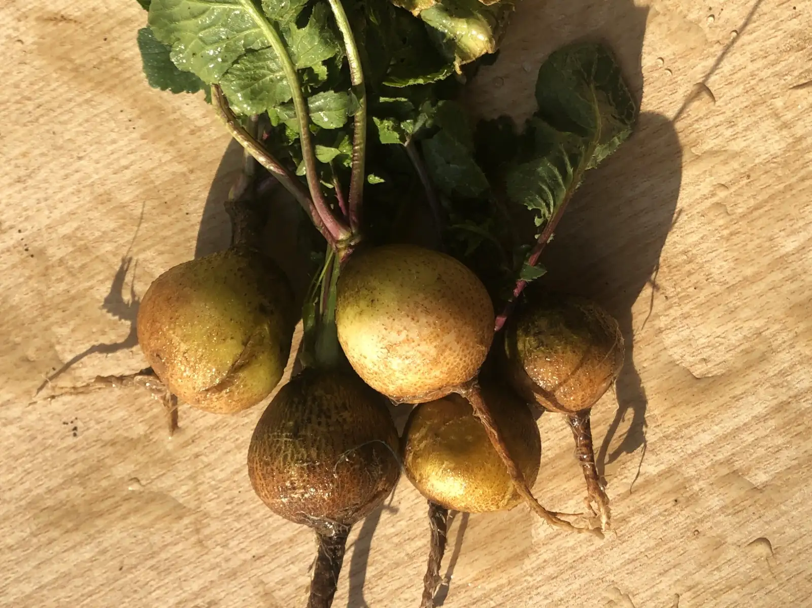 andere Gemüse: rettich 