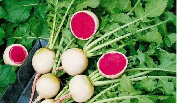 andere Gemüse: Rettich Red Meat