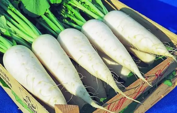 andere Gemüse: Rettich Rex