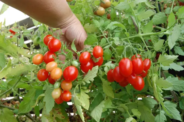 Tomaten: Reverend Michael Keyes