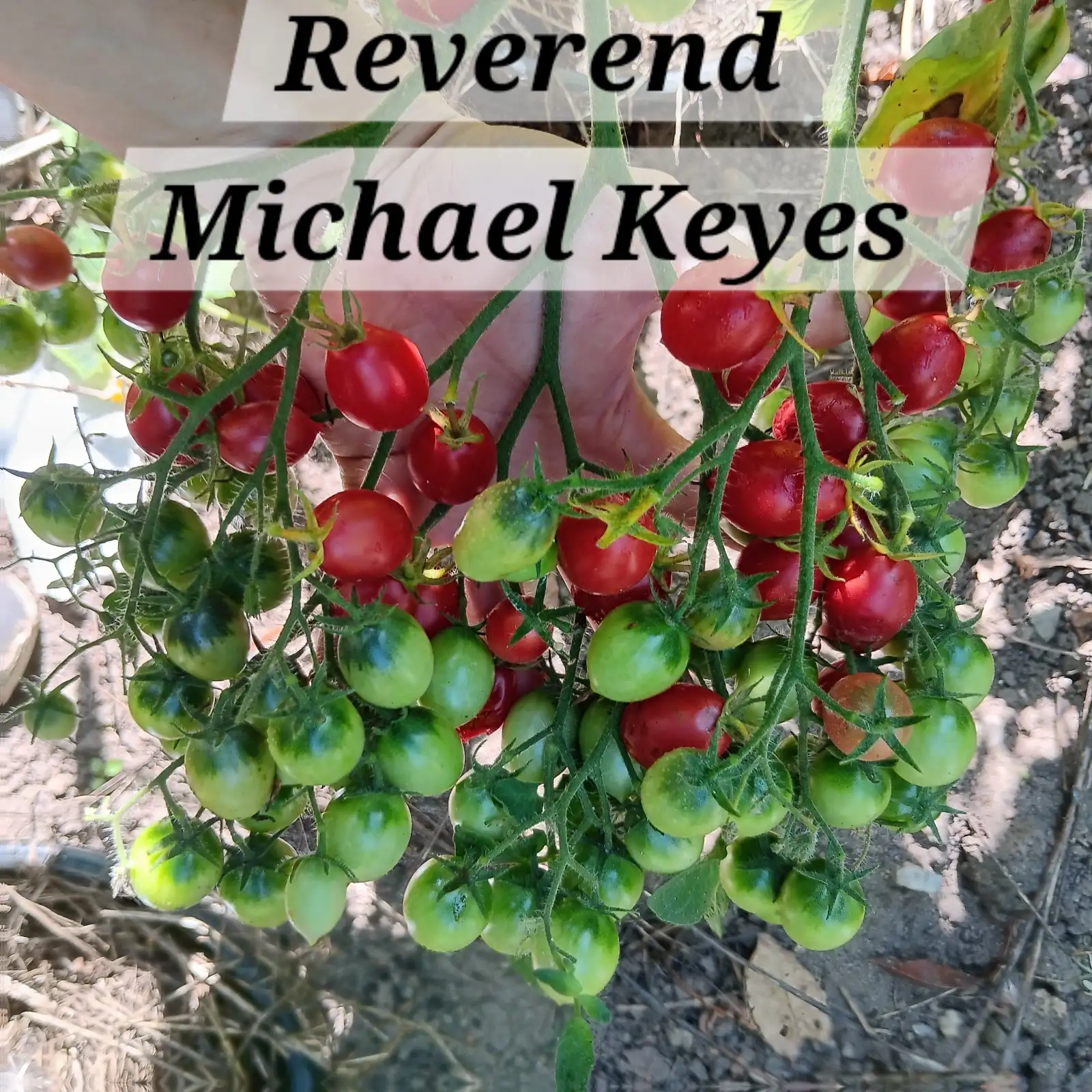 Tomaten: Reverend Michael Keyes