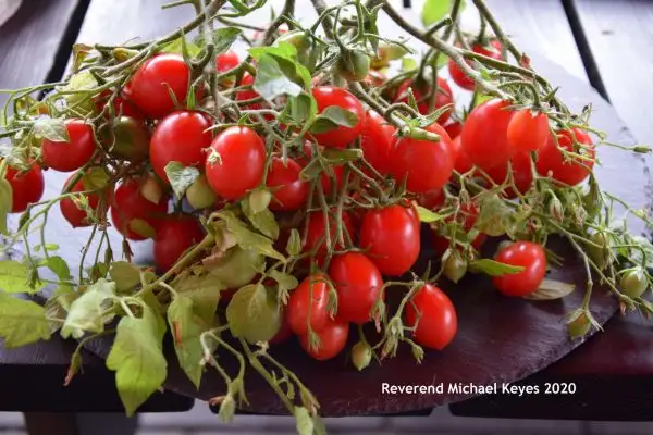 Tomaten: Reverend Michael Keyes