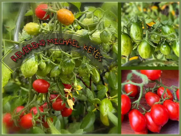 Tomaten: Reverend Michael Keyes