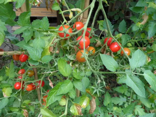 Tomaten: Reverend Michael Keyes ( Kat# 2629 )