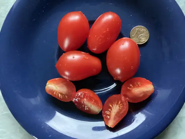 Tomaten: Reverend Michael Keyes ( Multiflora )